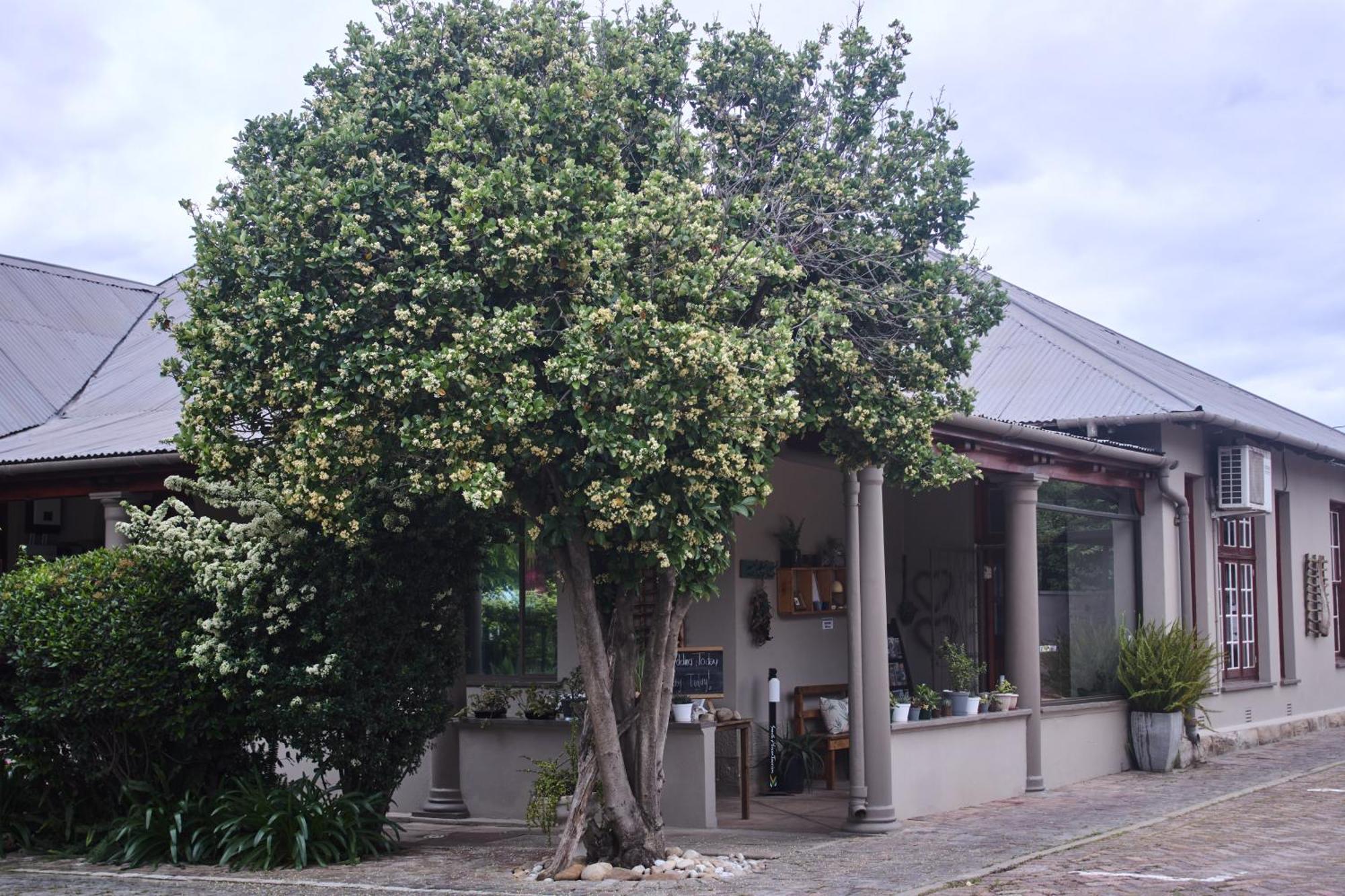 De Akker Guest House Oudtshoorn Exterior foto